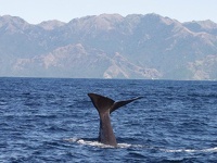 Whale Tail II - Huge Sperm Whale, in front of Kaikoura Bay, East Coast, South NZ