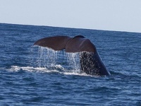 Whale Tail I - Huge Sperm Whale, cruising the waters off Kaikoura, East Coast, South NZ