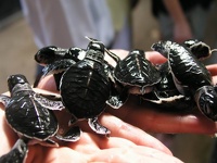 Very small turtles - Seaturtle Protection Association, Kosgoda, Sri Lanka