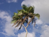 Dreikronige Palme - Landscape Tongatapu