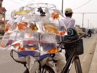 Bicycle aquarium - Hanoi, Vietnam