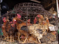 Chicks in a basket - Central market Dalat, South Vietnam