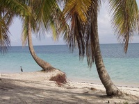 two palms on white sand - Cayo Levisa, Pinar del Rio, Cuba