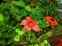 Lego made - Cloud forest Gardens by the bay Singapore