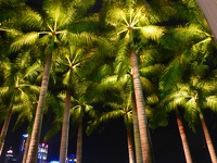 Palm trees in the sky - Lower Boardwalk Marina Bay Singapore 