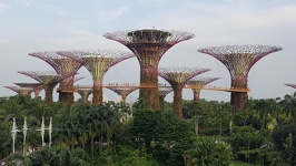 Sky Trees - Gardens by the Bay Singapore