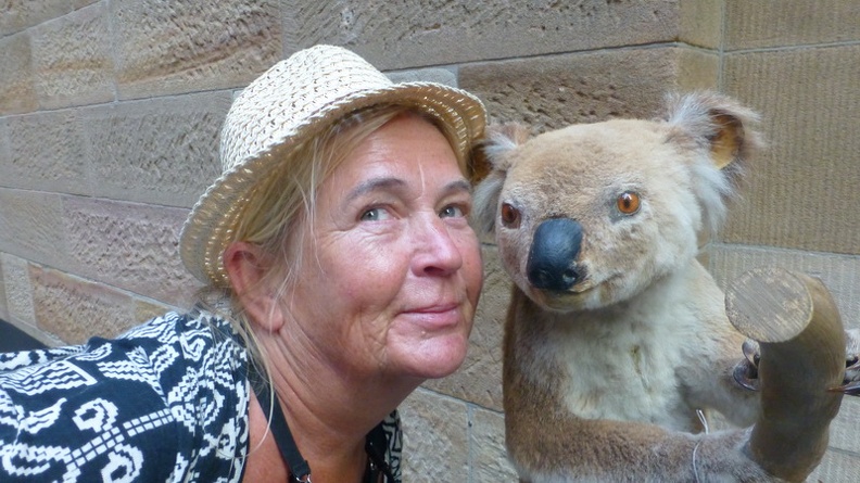 Koala_in_Australian_Museum_-_Sydney_New_South_Wales_Australia.JPG
