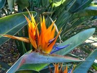 Beautiful flower - Harald Boas Gardens Perth Western Australia