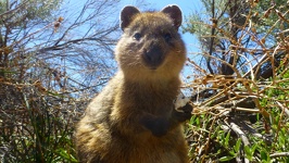 Curious Quokka - Rottnest Island Western Australia