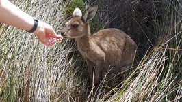 Feeding the Roo - Lucky Bay Esperance Southwest Australia