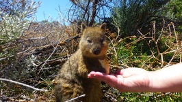 Give me five - Quokka on Rottnest Island Western Australia