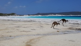 Hopping roos - Lucky Bay Esperance Southwest Australia