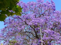 Jacaranda trees - Outram Street Perth Western Australia