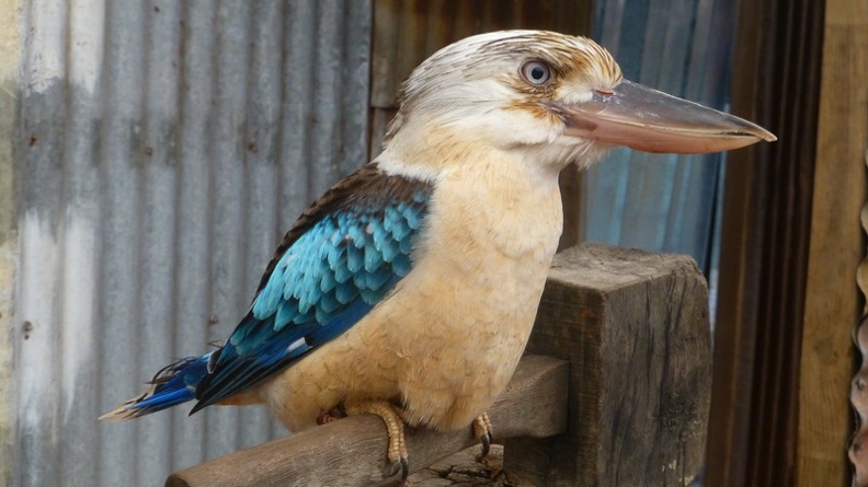 Kookaburra_-_Caversham_Wildlife_Park_Perth_Western_Australia.JPG