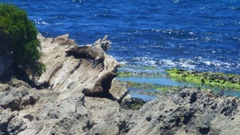 Seals on rocks - Rottnest Island Western Australia